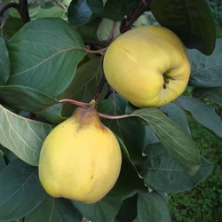 Cydonia oblonga 'Berecki bőtermő'