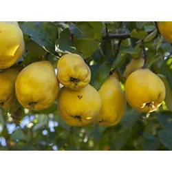 Cydonia oblonga 'Vranja'