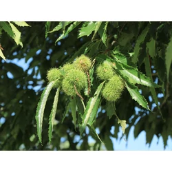 Castanea sativa 'Marsol'