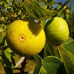 Ficus carica 'Pedro'