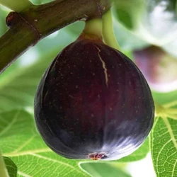 Ficus carica 'Turca'