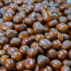 Castanea sativa 'Iharosberényi 2'