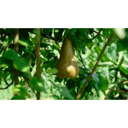 Pyrus communis 'Ivanino Zuto'