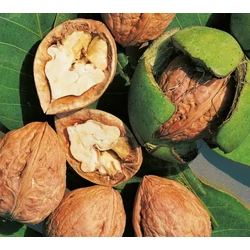 Juglans regia 'Lara'