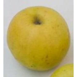 Malus domestica 'Batul'