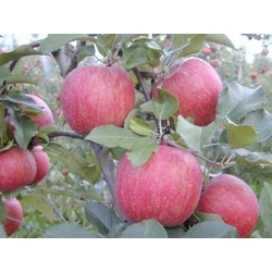 Malus domestica 'Nyári fontos'