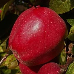 Malus domestica 'Starking Nm 251.'
