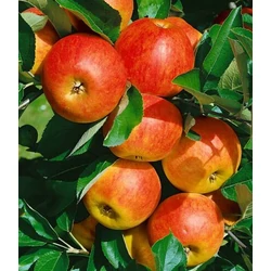 Alma, balkon törpe (konténeres) - Malus domestica 'Elstar' 80/100cm K2l