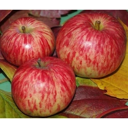 Malus domestica 'Fahéj'