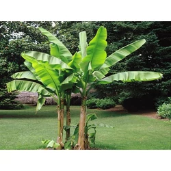 Musa basjoo "Dajiao"