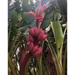 Musa velutina