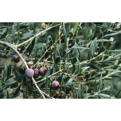 Olea europaea 'Arbequina'