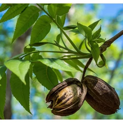 Carya illinoinensis 'Pawnee'