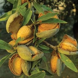 Prunus amygdalus 'Ferragnes'