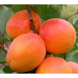 Prunus armeniaca 'Augustin'