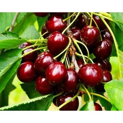 Prunus avium 'Germersdorfi 3'