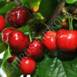 Prunus avium 'Valerij Cskalov'