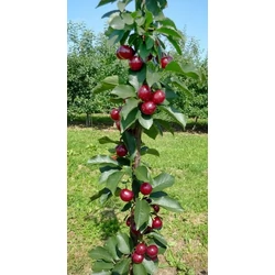 Prunus cerasus 'Jachim'