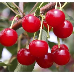 Prunus cerasus 'Pándy 279'