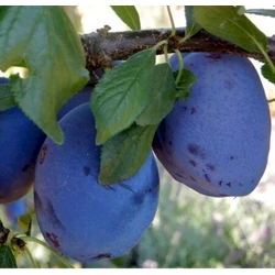 Prunus domestica 'Besztercei Nm122'