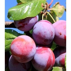 Prunus domestica 'Sermina'