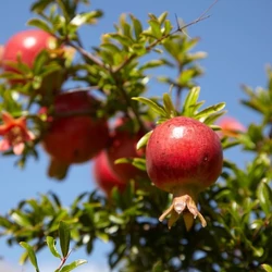 Punica granatum