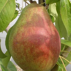 Pyrus communis 'Clapp kedveltje'