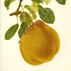 Pyrus communis 'Nemes krasszán'