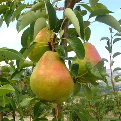 Pyrus communis 'Vilmos'