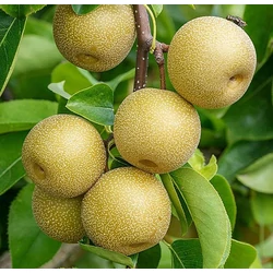 Körte japán (konténeres) - Pyrus pyrifolia 'Hosui' 150/175 cm K10l