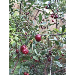 Prunus 'Carmine Jewel'