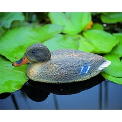 kacsa vadkacsa nőstény és hím 40cm