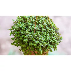 Callisia repens 