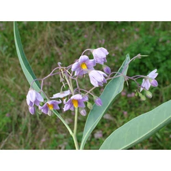 Solanum malacoxylon