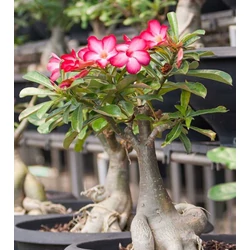 Adenium obesum