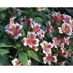 Alstroemeria aurea