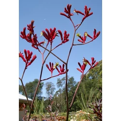 Anigozanthos flavidus