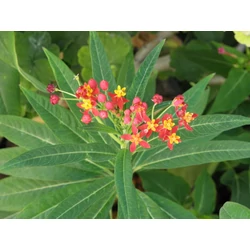 Asclepias curassavica