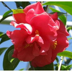 Camellia japonica 'Kramer's Supreme'