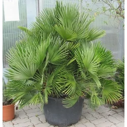 Chamaerops 'Vulcano'