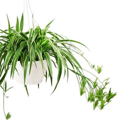 Csokrosinda Chorophyum comosum