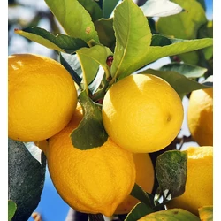 Citrus limon