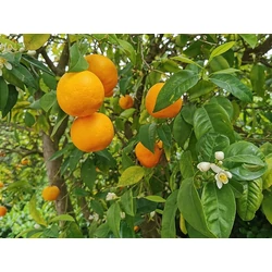 Citrus sinensis