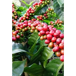 Kávécserje - Coffea arabica 20/25cm K12cm