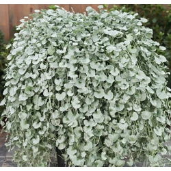 Pázsitszulák ezüstös ámpolnás - Dichondra argentea 40/60cm K25cm