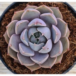 Kövirózsa amerikai - Echeveria 'Summer'  10/15cm K10,5cm