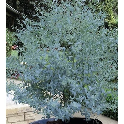 Eucalyptus gunnii
