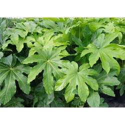 Arália japán FAGYTŰRŐ - Fatsia japonica  40/60cm K17cm