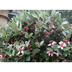 Mirtuszdió - Feijoa sellowiana (Acca sellowiana) 30/40cm K2l