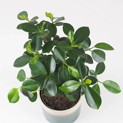 Ficus microcarpa 'Maya'